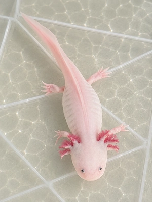 Axolotl-Weibchen suchen ein neues Zuhause