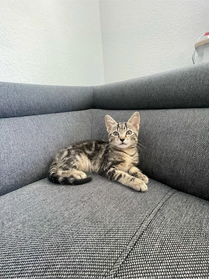 babykitten 