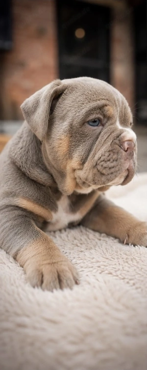 Old Englisch Bulldog Welpen 