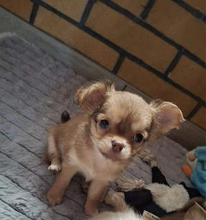Chihuahua-Welpen: Große Gefühle in kleiner Größe. 