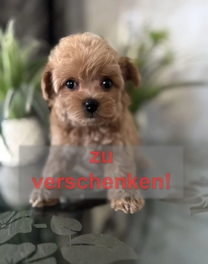 Ich gebe einen Maltipoo-Welpen ab (bitte lies die Beschreibung)