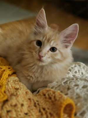 2 wunderschöne Maine CooneKitten dürfen jetzt umziehen