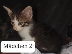 katzen babys suchen liebevollen zuhause 