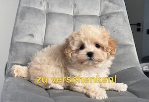 Ich gebe einen Maltipoo-Welpen in gute Hände ab bitte lest die Beschreibung