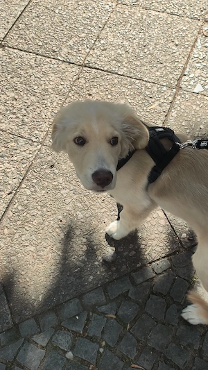 Kleiner lilo sucht Zuhause für immer