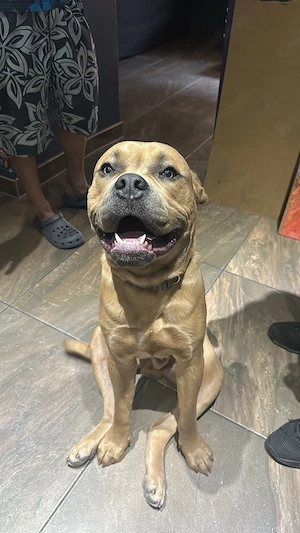 amerikan bulldogen mix