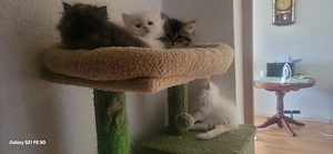 6 Reinrassige Perserkitten 
