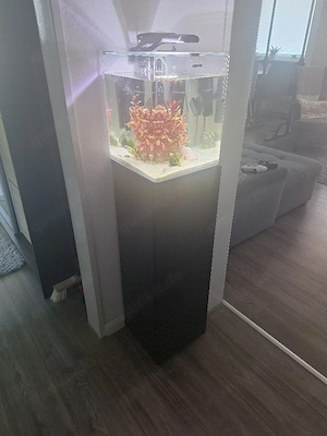 Aquarium 30 Liter mit Unterschrank,Filter, Lampe Heizstab,Fische und Garnelen Bild 4