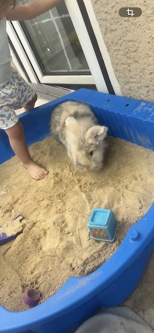 Süßes Löwenzahn Kanninchen + käfig 