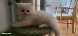 5 Reinrassige Perserkitten 