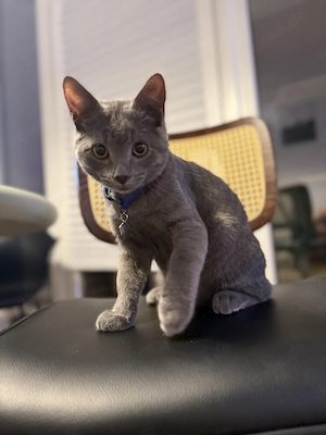 BKH Kater sucht liebevolles Zuhause