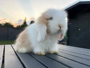 Teddywidder Kaninchen Zwergwidder