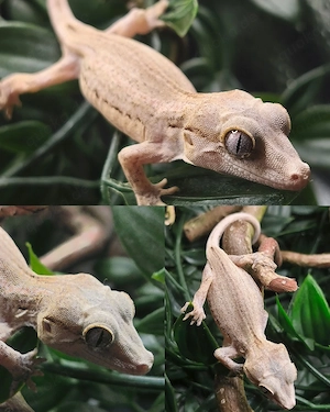 Höckerkopfgecko 0.0.1