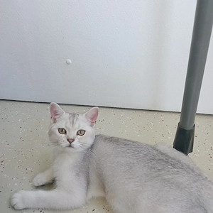 BKH Kater ist noch frei.(4 Monate alt)