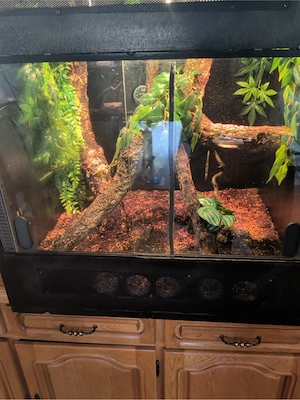 Phelsuma grandis 