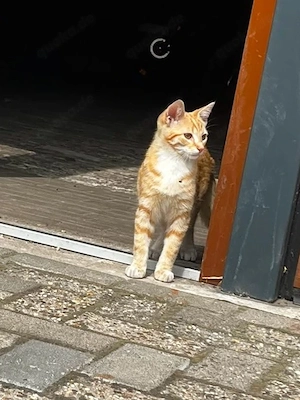 Katze, Hauskatze, Kater