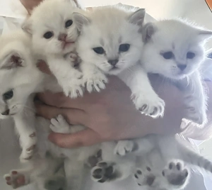 Wunderschöne reinrassige Bkh Kitten 