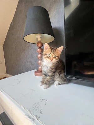 sibirische mix kitten  