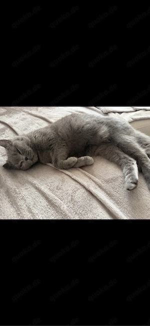 Schweren Herzens liebevolles Zuhause für meine Katzendame gesucht     
