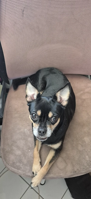Hund sucht neues Zuhause