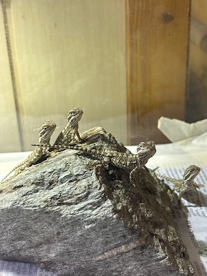 Zwergbartagamenbabys