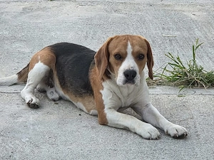 Charly - lieber Kerl mit großem Herz sucht Fürimmerzuhause Bild 2
