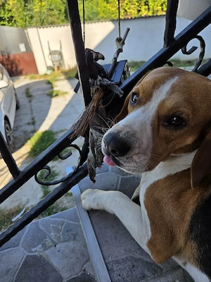Charly - lieber Kerl mit großem Herz sucht Fürimmerzuhause Bild 3