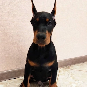  **3 bezaubernde, typvolle Dobermann-Welpen verfügbar!**   