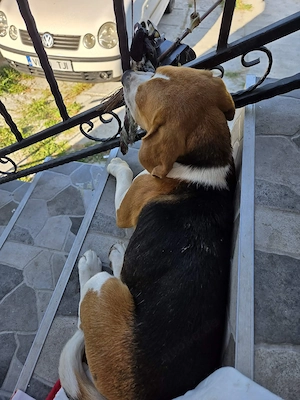 Charly - lieber Kerl mit großem Herz sucht Fürimmerzuhause Bild 4