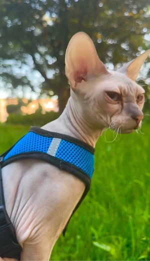 Sphynx schönes Mädchen