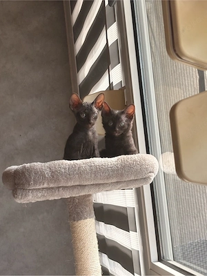 Zwei wunderschöne Sphynx Katzen mit Veloursfell