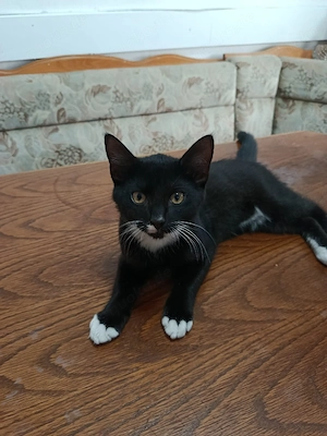 Kleine Katzenbabys