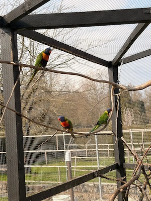Gebirgsloris in liebevolles Zuhause 