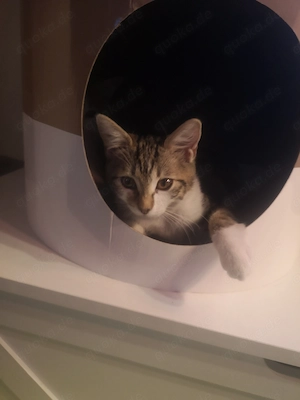 Gebe eine Katzenkitten ab weibl. 