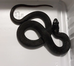 Thamnophis eques cuitzeoensis Hamm