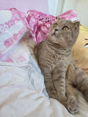 Schweren Herzens suche ich ein liebevolles Zuhause für meinen Kater     
