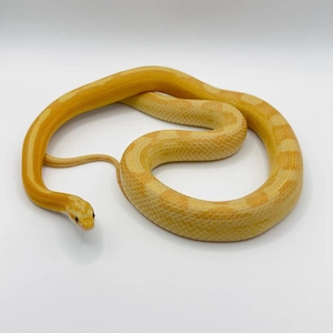 Golddust Motley Striped Kornnattern NZ