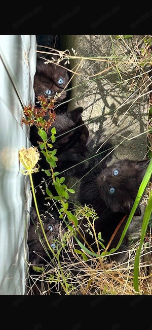 katzen Kitten zu verschenken