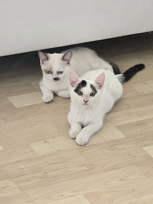 BKH Kitten   