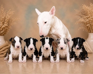 Liebevoll aufgezogene Miniatur Bullterrier Welpen mit Ahnentafel suchen ihr Für-immer-Zuhause