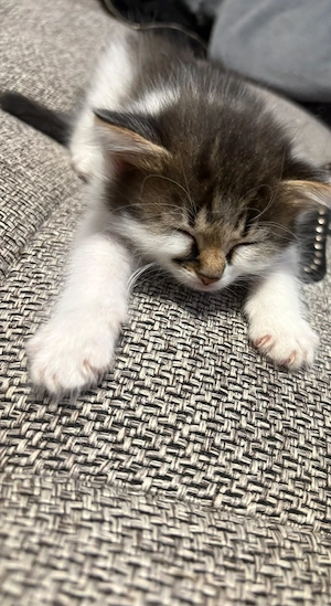 Kleiner Kuschelkater sucht seinen Dosenöffner kitten 