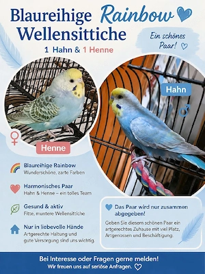Blau-reihige Rainbow Wellensittiche