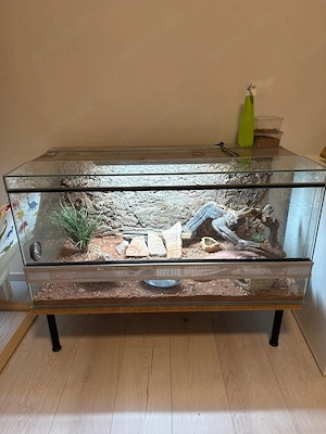 Terrarium mit Barthagarmen 