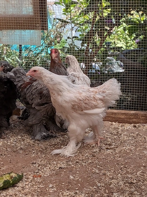 Junge große Brahma Hennen & Hähne abzugeben 