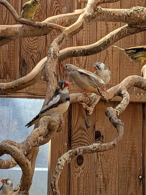 Bunte Zebrafinken gescheckt & zimt abzugeben  Bild 5