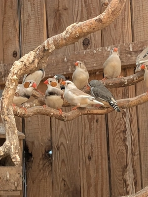 Bunte Zebrafinken gescheckt & zimt abzugeben  Bild 3