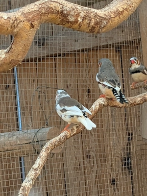 Bunte Zebrafinken gescheckt & zimt abzugeben  Bild 4
