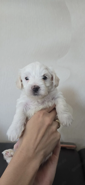 Malteser Yorkshire Terrier Mix