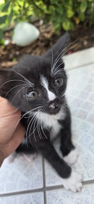 Kamelkatzen auf der Suche nach einem neuen Zuhause 