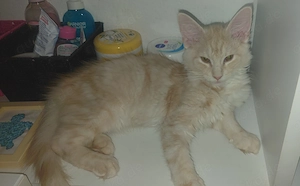 Knapp 4 Monate alter Maine Coon Kater 2 mal geimpft 